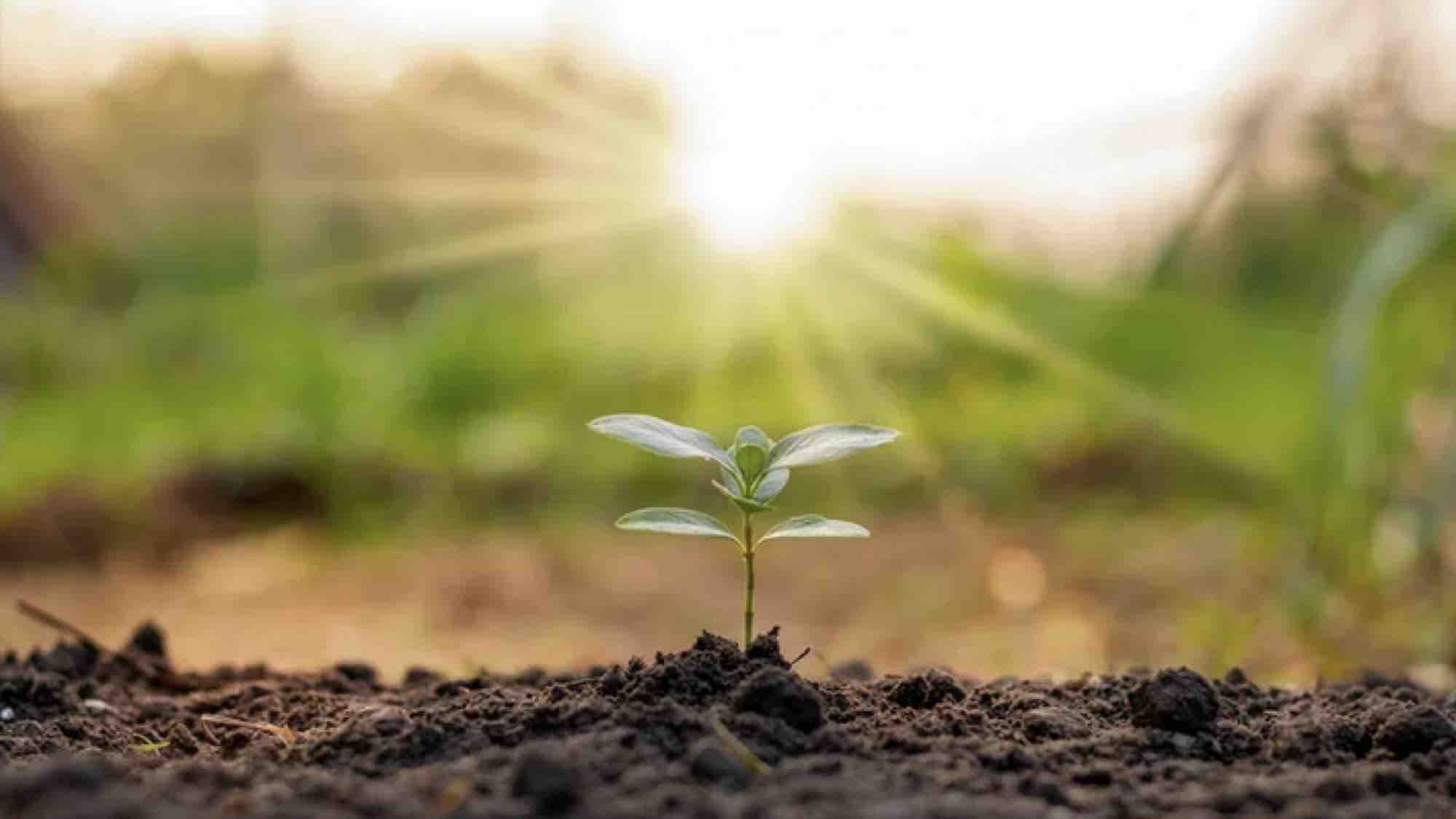 photo of a plant beginning to sprout with sun in the background