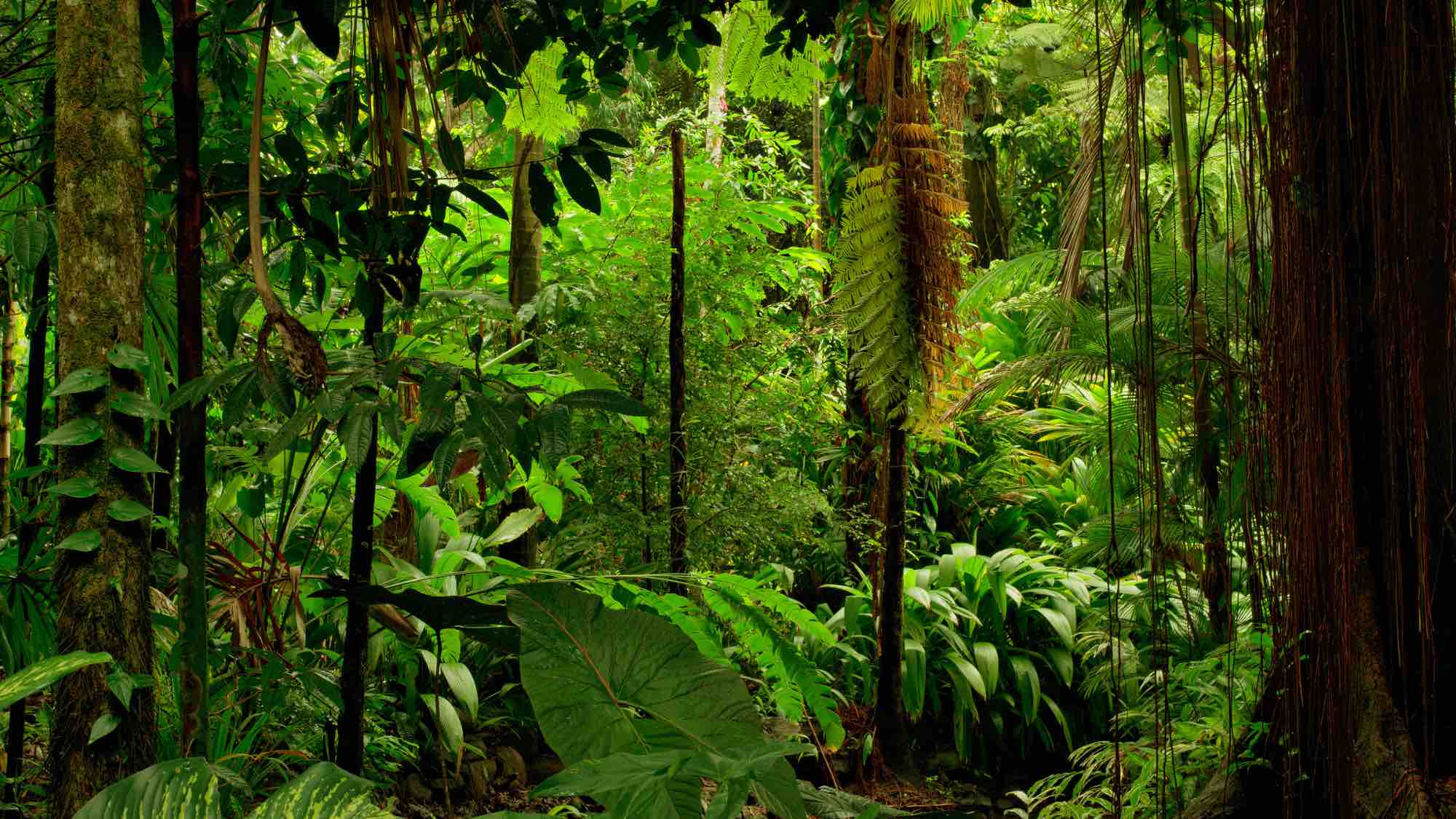 Image of tropical rainforest ecosystem